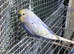 Budgies