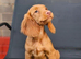 RED COCKER SPANIEL