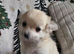 Beautiful Long-Haired Chihuahua Puppies ️ KC Registered - 3 Girls & 1 Boy