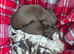 Beautiful dachshund puppies!! ONLY 2 left!'