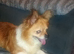 Gorgeous chihuahua girl