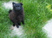 Very loving black pomeranian house trained baby boy