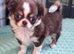 Amazing long coat Apple head girl puppies