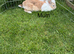 Rex cross rabbits