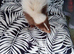 Male skunk
