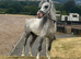 Garry the stunning sec a colt