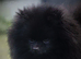 ** Beautiful black adult female for forever home **