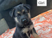German shepherd puppys