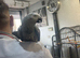 African grey