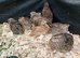 AVAILABLE 12 Female Quail for sale