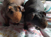 Skinny pig females