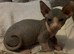 Blue and cream Canadian sphynx