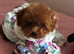 Asian poodle puppy girl