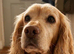 Beautiful & Loving Cocker Spaniel Seeking Her Forever Home