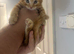 4 gorgeous kittens