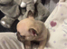 French bulldog to go to a loving home