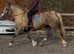 Palomino registered section c mare