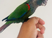 Hand reared conures for sale