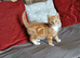 Kitten Male