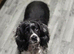 2 stunning cocker spaniel females