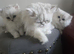 Pure breed persian chinchila kittens