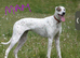 Saluki bull greyhound (lurcher) puppy’s