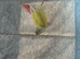 Tamed Baby Conure