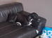 Saluki/greyhound puppies for sale