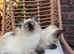 Ragdoll kittens for sale