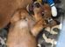 2 baby's looking for forever home