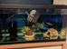Full set up 2 axolotls and tank