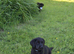 Labrador Puppies