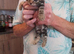 Three Gorgeous Bengal Tabby mixed kittens & 2 Ginger & white kittens