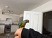 Tame conures
