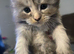 Pollydactyl maine coons