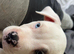Pocket bully pup can drop anywhere