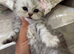 2 silver British shorthair kittens