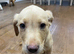KC Registered Labrador Pups