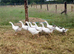 Embden x toulouse goslings