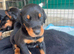 ABSOLUTELY STUNNING DOBERMAN PUPPIES FOR SALE