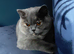 Two beautiful pedigree bsh suites. GCCF registered.