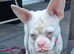 French bull dog