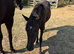 Dartmoor hill filly to make full 12.2