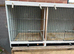 Triple Breeding cage