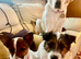Jack Russell puppies