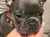 Beautiful kc registered French bulldog puppies