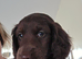 Last female 9 weeks old Cockapoo