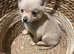 Adorable Puppy for sale