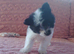Black and white pomeranian