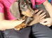 Dachshund puppy for sale